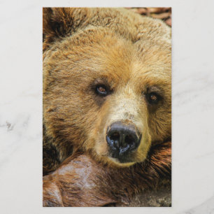 Bear bears animal custom personalise Anniversaries Flyer