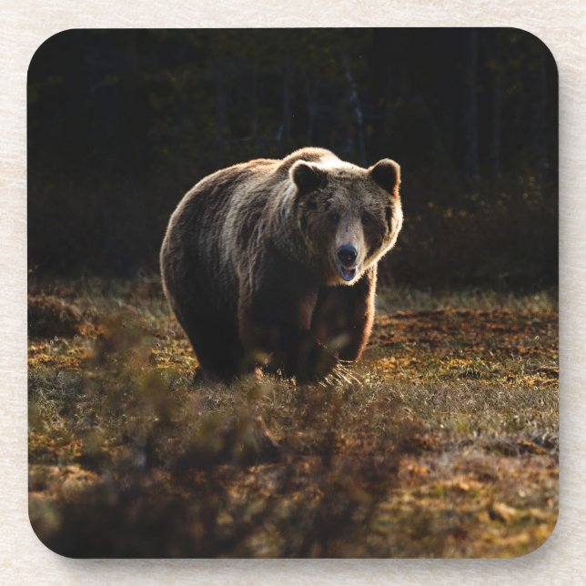 Bear Beverage Coaster (Front)