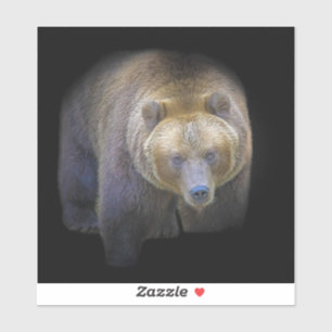 Bear Brown Grizzly Animal Life Wild Jungle Forest 