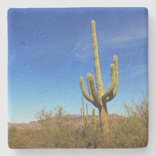 Bear Canyon - Saguaro cactus, square stone coaster