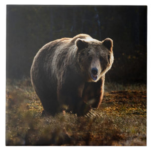 Bear Ceramic Tile