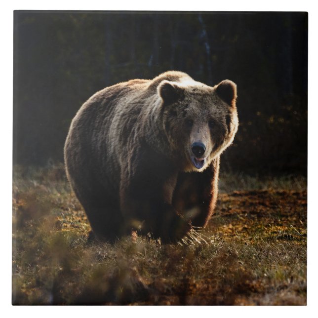 Bear Ceramic Tile (Front)