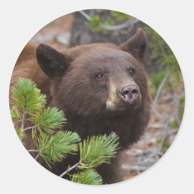 bear classic round sticker (Front)