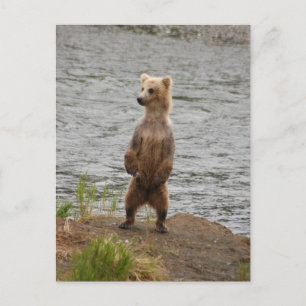 Bear closeup, Brooks Falls Alaska Postcard