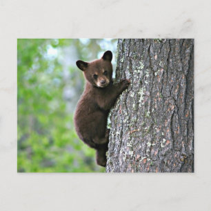 Bear Club Climbing a Tree Postcard