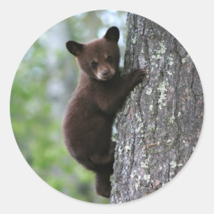 Bear Cub Climbing a Tree Classic Round Sticker