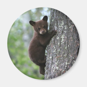 Bear Cub Climbing a Tree Magnet