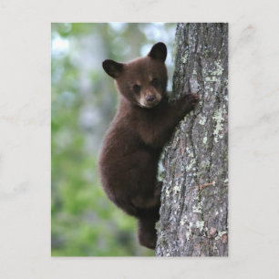 Bear Cub Climbing a Tree Postcard