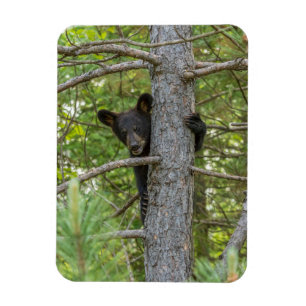 Bear Cub Climbing Tree Magnet