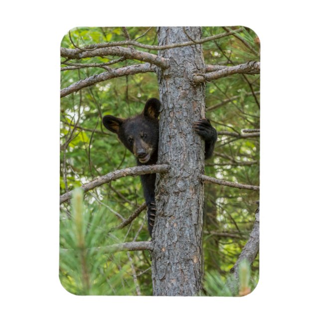 Bear Cub Climbing Tree Magnet (Vertical)