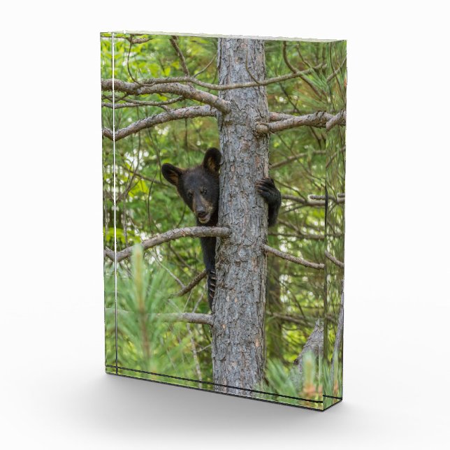 Bear Cub Climbing Tree Photo Block (Right)