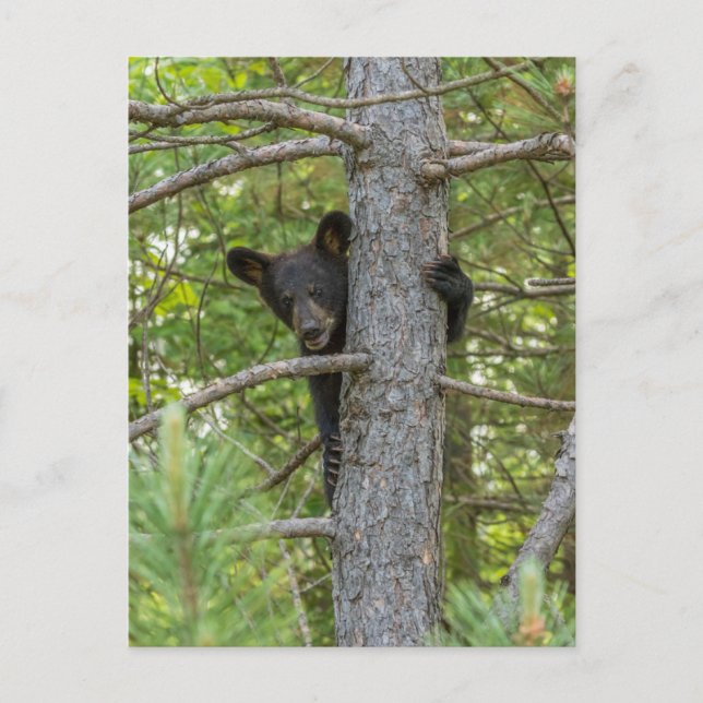Bear Cub Climbing Tree Postcard (Front)