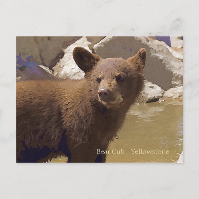 Bear Cub, Yellowstone Postcard (Front)