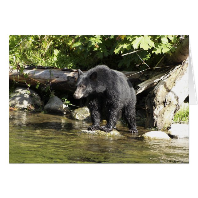 Bear Design for Animal and Wildlife-Supporters (Front Horizontal)