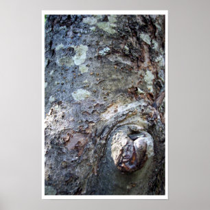 Bear Face in the Tree Poster