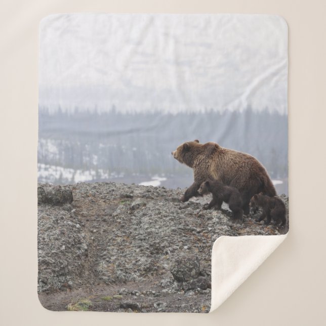 BEAR FAMILY IN YELLOWSTONE SHERPA BLANKET (Front)