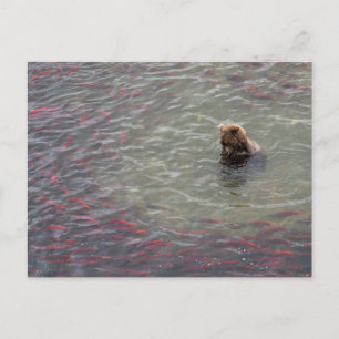 Bear Fishing For Salmon In Katmai National Park Postcard