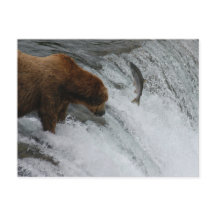Bear fishing salmon, Brooks Falls Alaska 