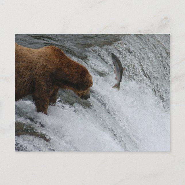 Bear fishing salmon, Brooks Falls Alaska  Postcard (Front)