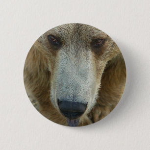 Bear Flair 6 Cm Round Badge