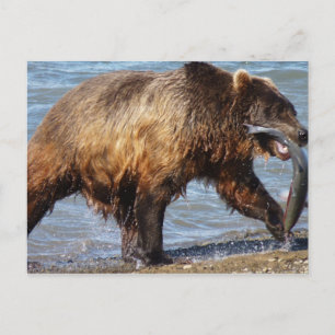 Bear Gone fishing postcard