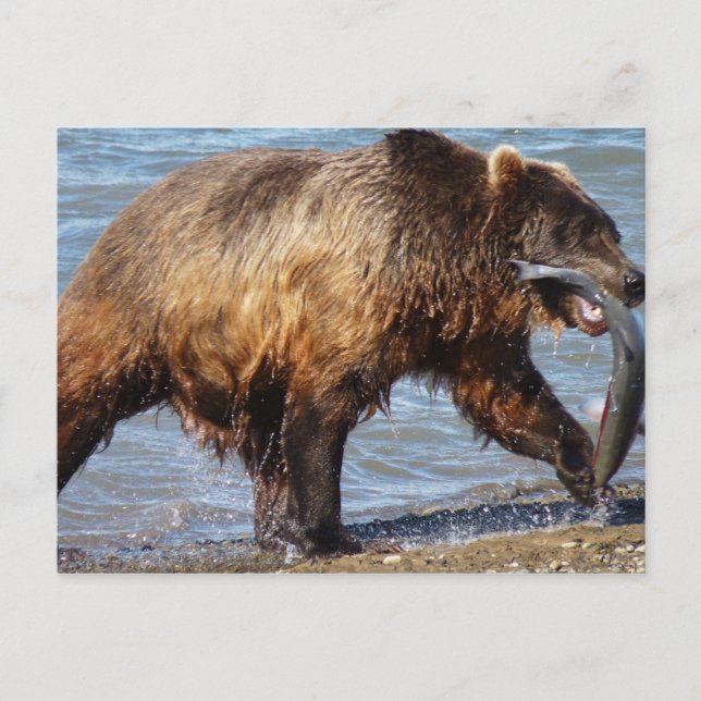 Bear Gone fishing postcard (Front)