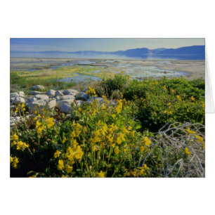 BEAR LAKE, UT, US, monkey-flower & tumbleweed,