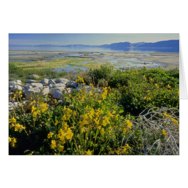 BEAR LAKE, UT, US, monkey-flower & tumbleweed, (Front Horizontal)