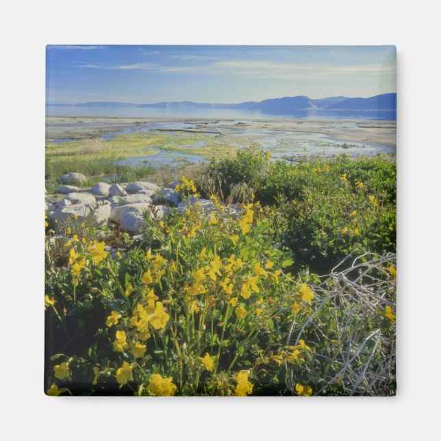 BEAR LAKE, UT, US, monkey-flower & tumbleweed, Magnet (Front)