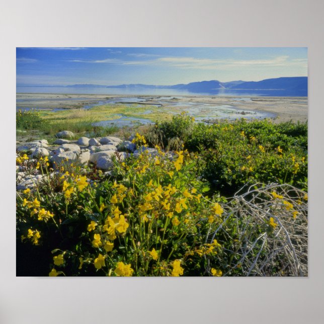 BEAR LAKE, UT, US, monkey-flower & tumbleweed, Poster (Front)