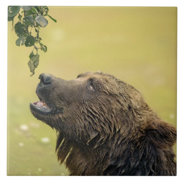 Bear Longing For Those Leaves Ceramic Tile (Front)