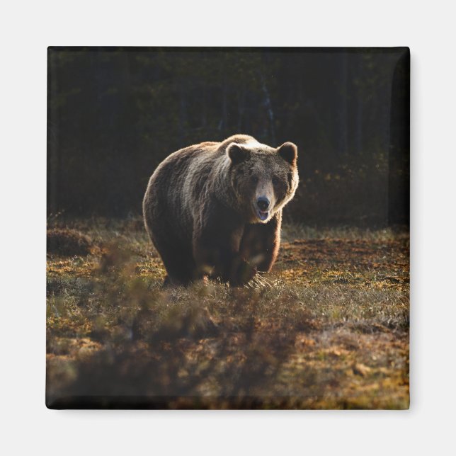 Bear Magnet (Front)