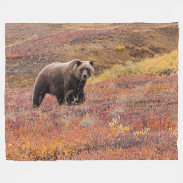 Bear Moves Denali National Park, Alaska in Fall Fleece Blanket (Front (Horizontal))