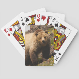 bear playing cards