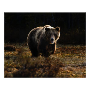 Bear Poster