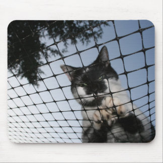 Bear the Cat at Sunset Mousepad