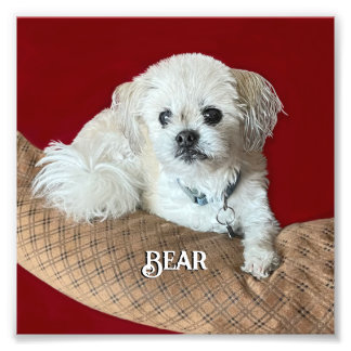 Bear the Malshi Relaxing Photo Print