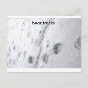 bear tracks, bear tracks postcard
