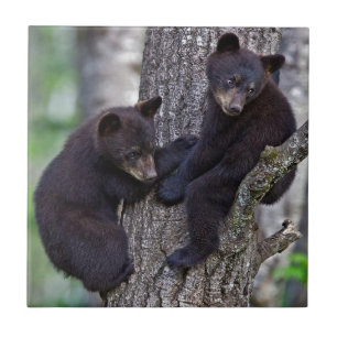 Bear Twins Tree Climbing Branches Cute Animals Art Tile