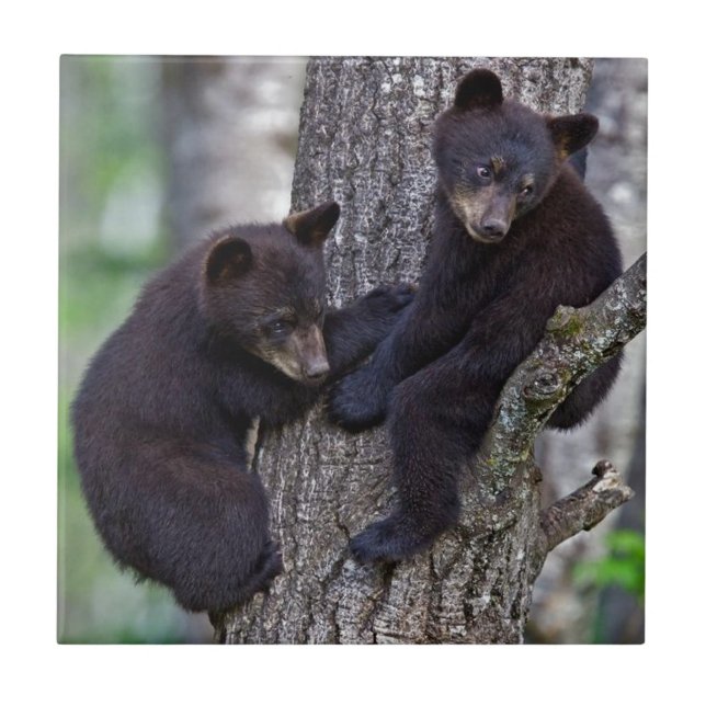 Bear Twins Tree Climbing Branches Cute Animals Art Tile (Front)