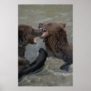 Bear Water Fight Poster