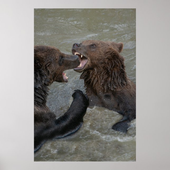 Bear Water Fight Poster (Front)