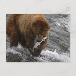 Bear with salmon, Brooks Falls Alaska Postcard