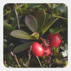 Bearberry, Arctostaphylus uva-ursi Square Sticker