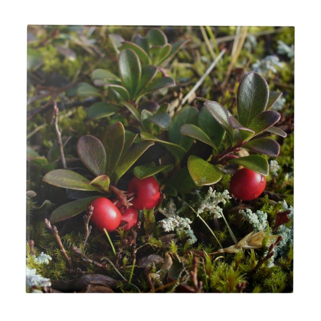 Bearberry, Arctostaphylus uva-ursi Tile (Front)