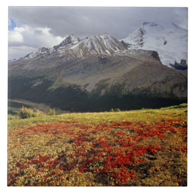 Bearberry in early autumn Athabasca Peak in the Ceramic Tile (Front)