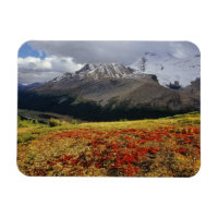 Bearberry in early autumn Athabasca Peak in the