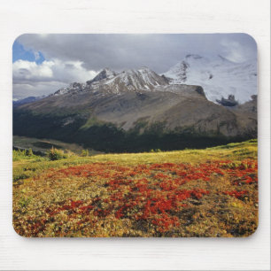 Bearberry in early autumn Athabasca Peak in the Mouse Pad