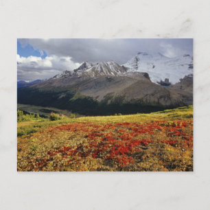 Bearberry in early autumn Athabasca Peak in the Postcard
