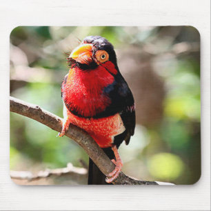 Bearded Barbet Bird Mousepad